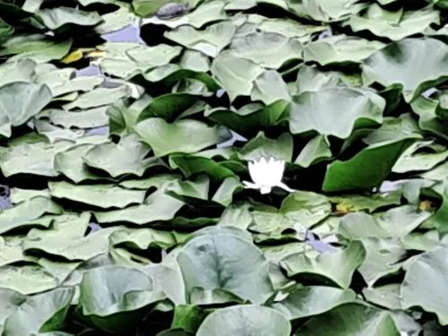 BİGA - NİLÜFER GÖLÜ - Fotoğraf 3