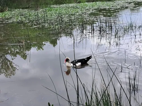 BİGA - NİLÜFER GÖLÜ - Fotoğraf 2