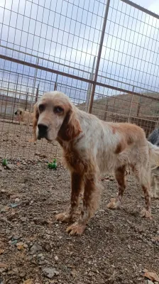 Minik Dostlarımız Yeni Yuvalarını Bekliyor! - Fotoğraf 3