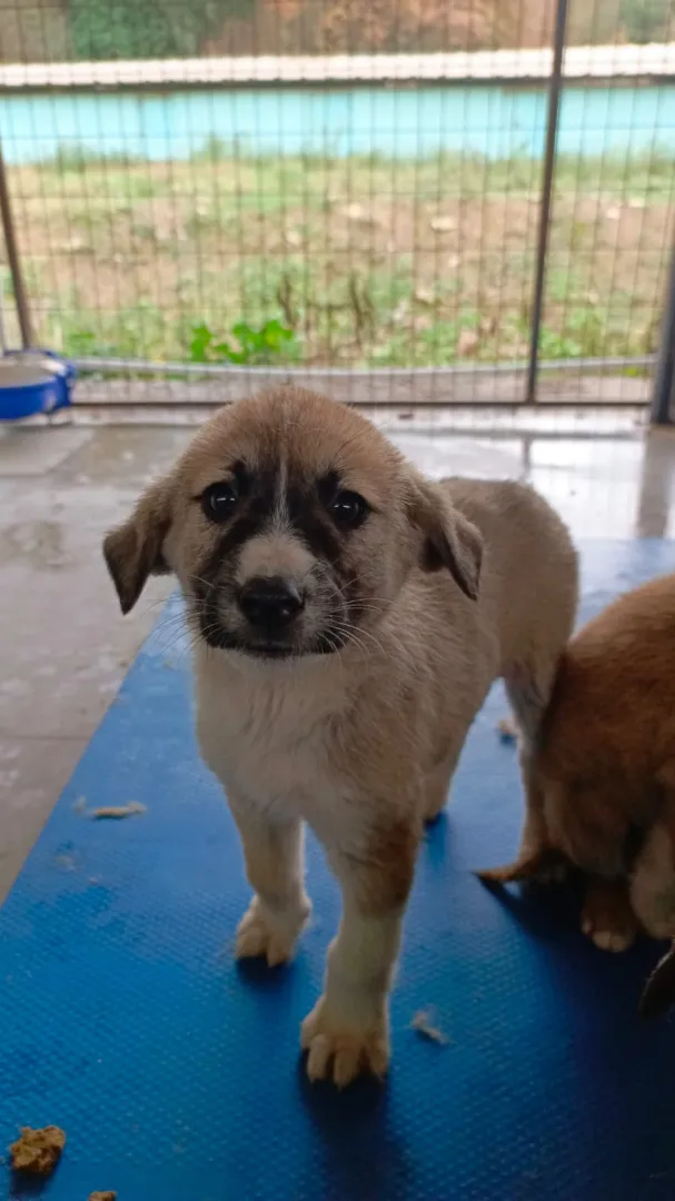 Minik Dostlarımız Yeni Yuvalarını Bekliyor!